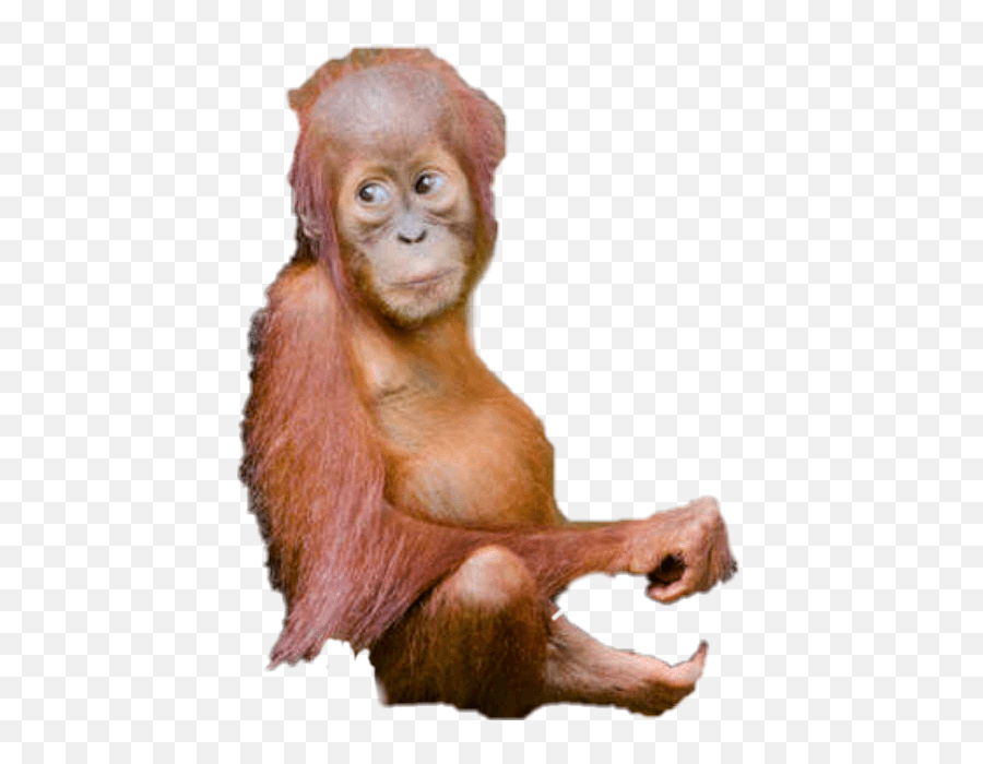 Orangutan Orangutan Emoji,Orangutan Emoji free transparent emoji