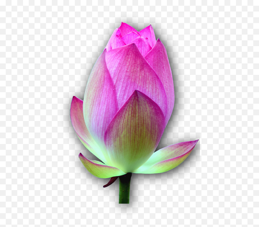 Lotus Blossom Isolated Png Emoji,Lily Pad Emoji free transparent