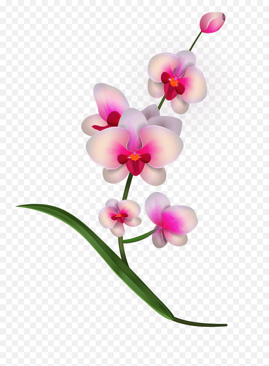 Free Pink Orchid Cliparts Download Orchid Flower Pic Png Emoji,Orchid