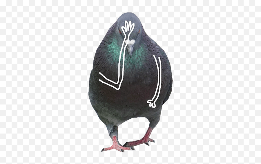 Pigeon With Hands Stickers For Whatsapp Pigeon With Hands Emoji