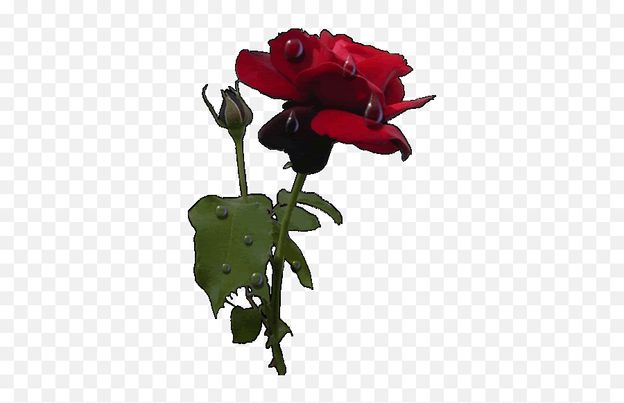 Top Water Drop Stickers For Android Red Roses Gif Transparent Emoji