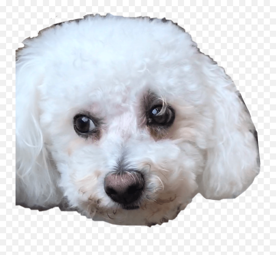 Popular And Trending Duce Stickers Labradoodle Emoji,Duces Emoji