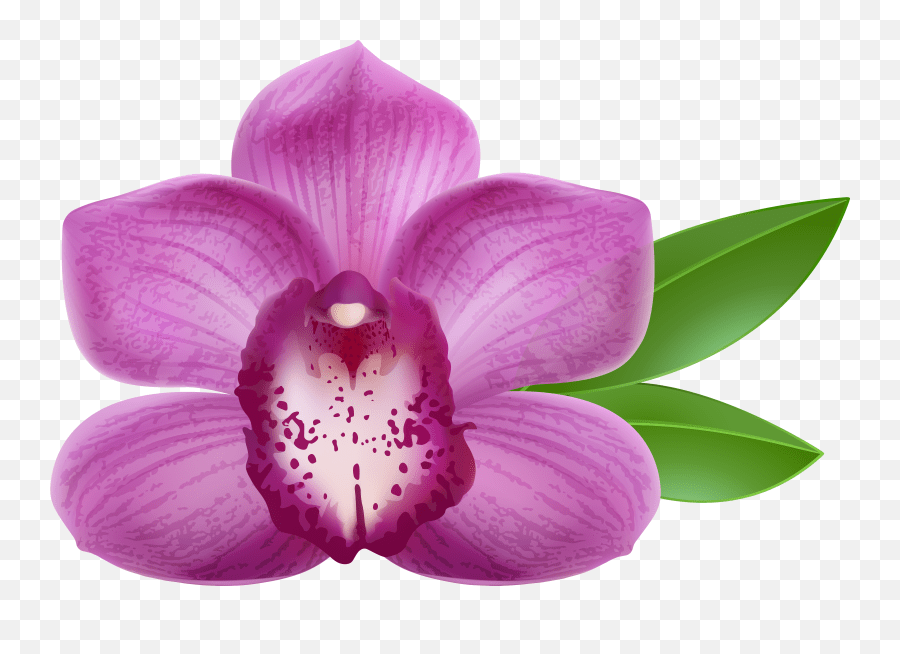 Transparent Png Clipart Free Orchid Flower Png Emoji,Orchid Emoji