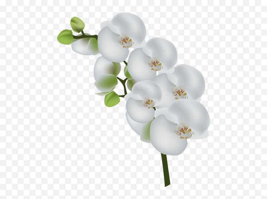 Orchid Clipart Cartoon Orchid Cartoon Orchid White Flower Png Emoji