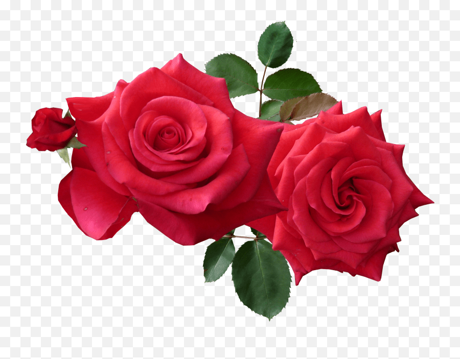 Download Free Png Red Roses Png Image Purepng Free Good Morning With
