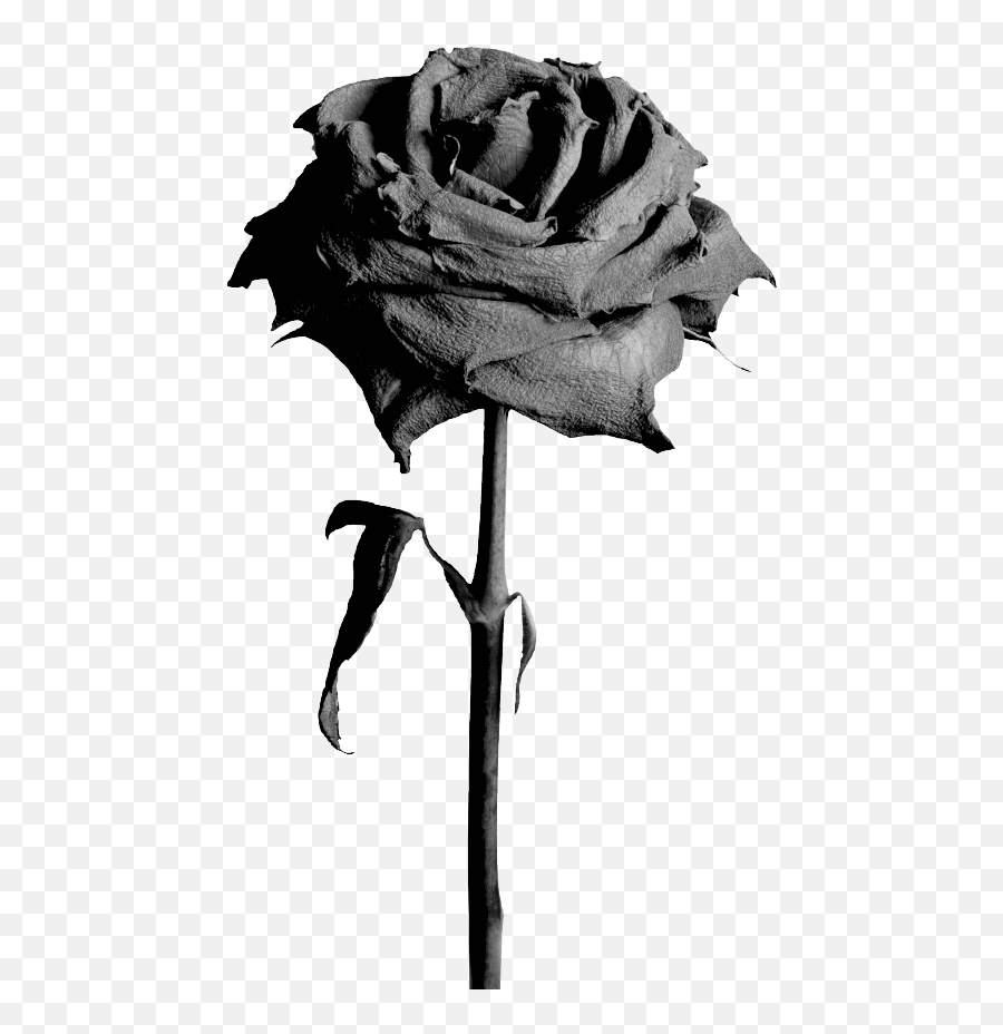 Black Rose Png Picture Transparent Background Black Rose Flower Png