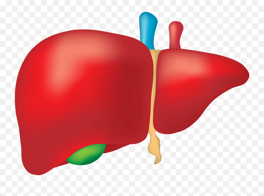 Liver Clipart Liver Food Liver Liver Liver Organ Png Emoji,Liver