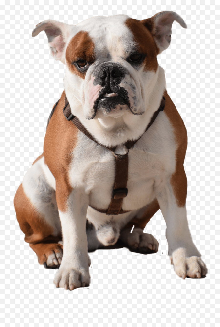 Dog Bulldog Bulldog Png Emoji,Bulldog Emoji free transparent emoji