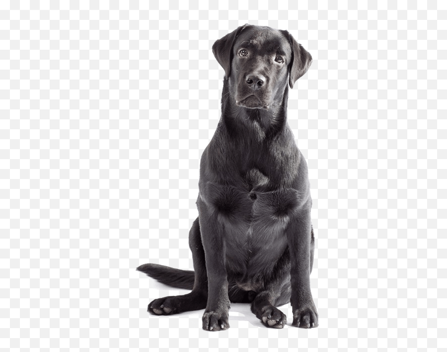 Labrador Clipart Png Labrador Png Emoji,Black Lab Emoji free