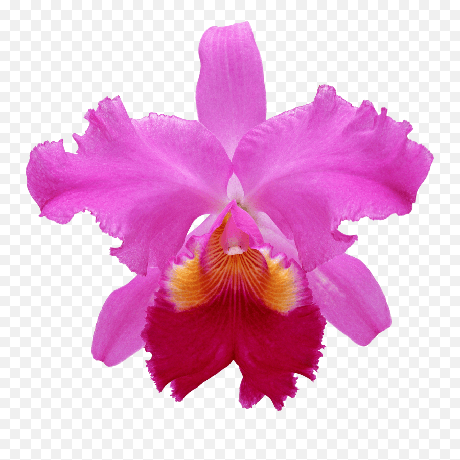 Pink Orchids Cattleya Orchid White Background Emoji,Orchid Emoji
