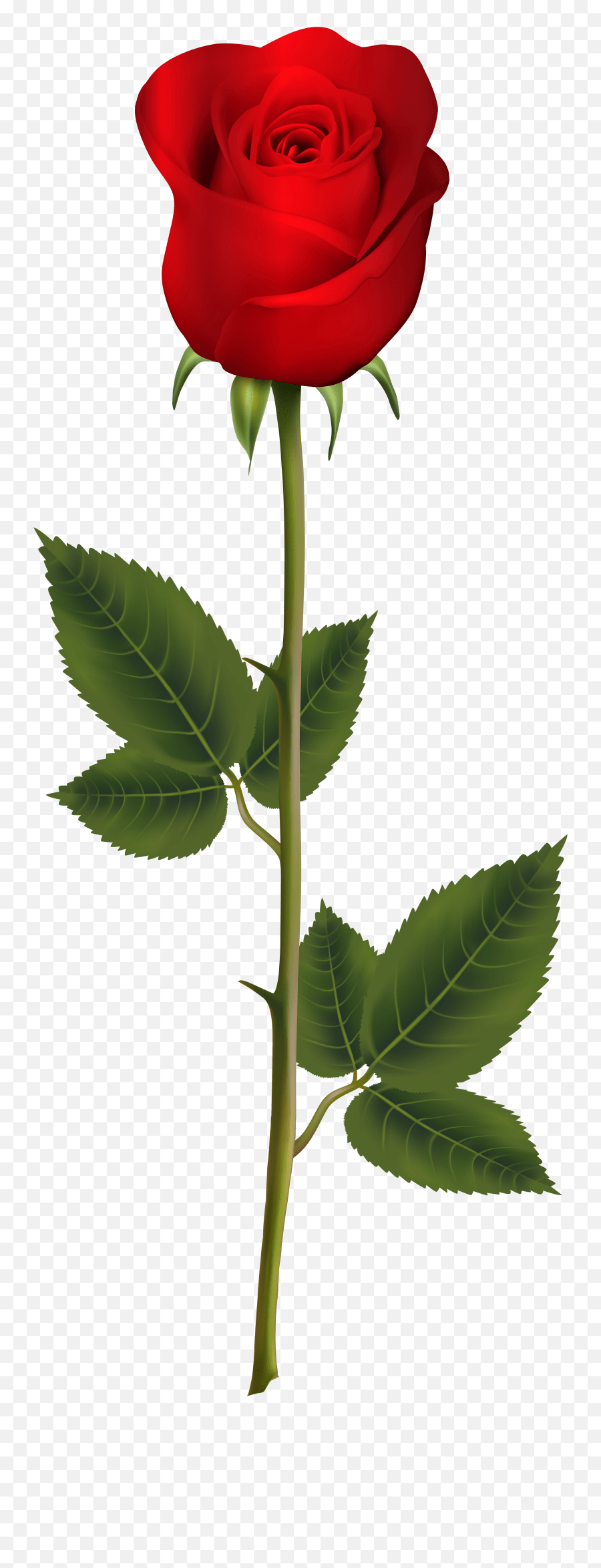 Transparent Background Flower Stem Clipart Red Rose With Stem Emoji