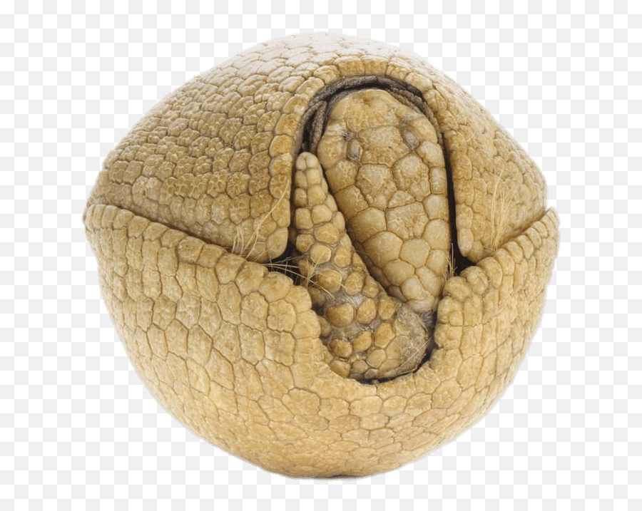 Rolled Up Armadillo Armadillo Rolled Up Png Transparent Armadillo
