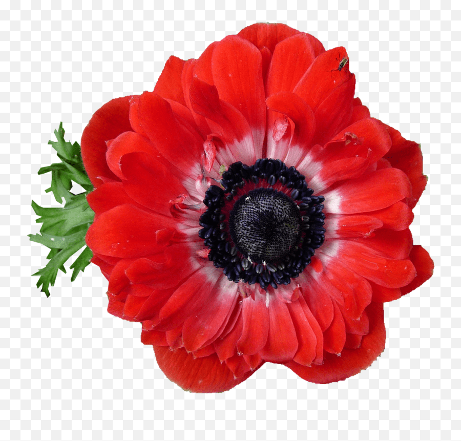 Library Of Free Download Flower Pictures Png Files Anemone Emoji,Japanese Emoji Flower free