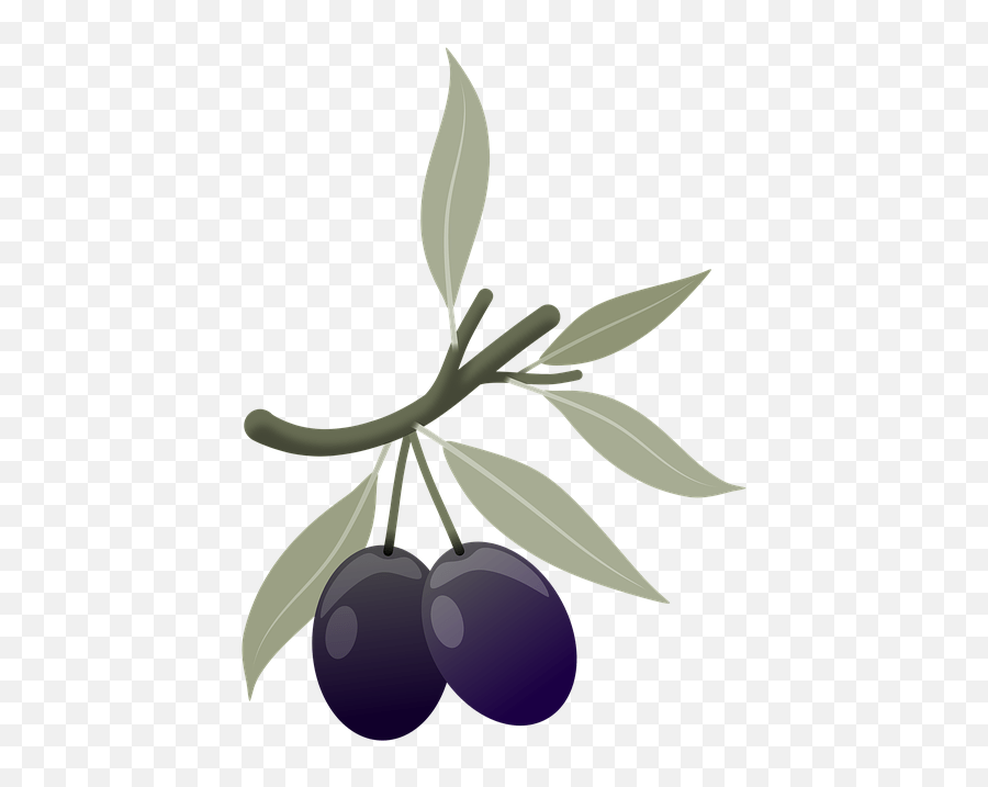Olives Fruits Plant Oliven Png Emoji,Four Leaf Clover Emoji free