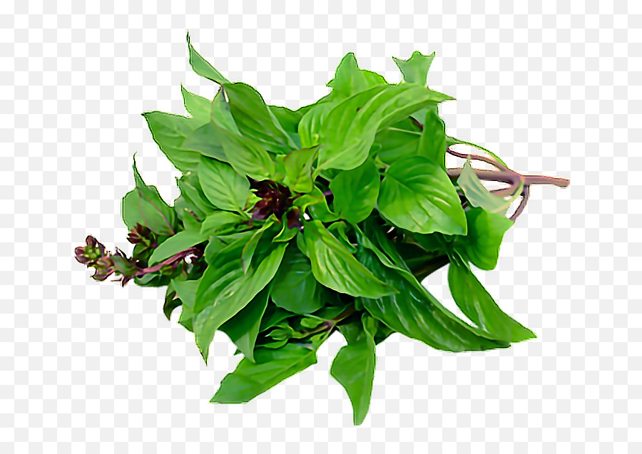 Basil Emoji,Basil Emoji free transparent emoji