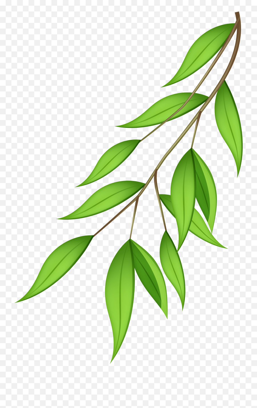 Free Olive Tree Transparent Background Download Free Clip Leaves