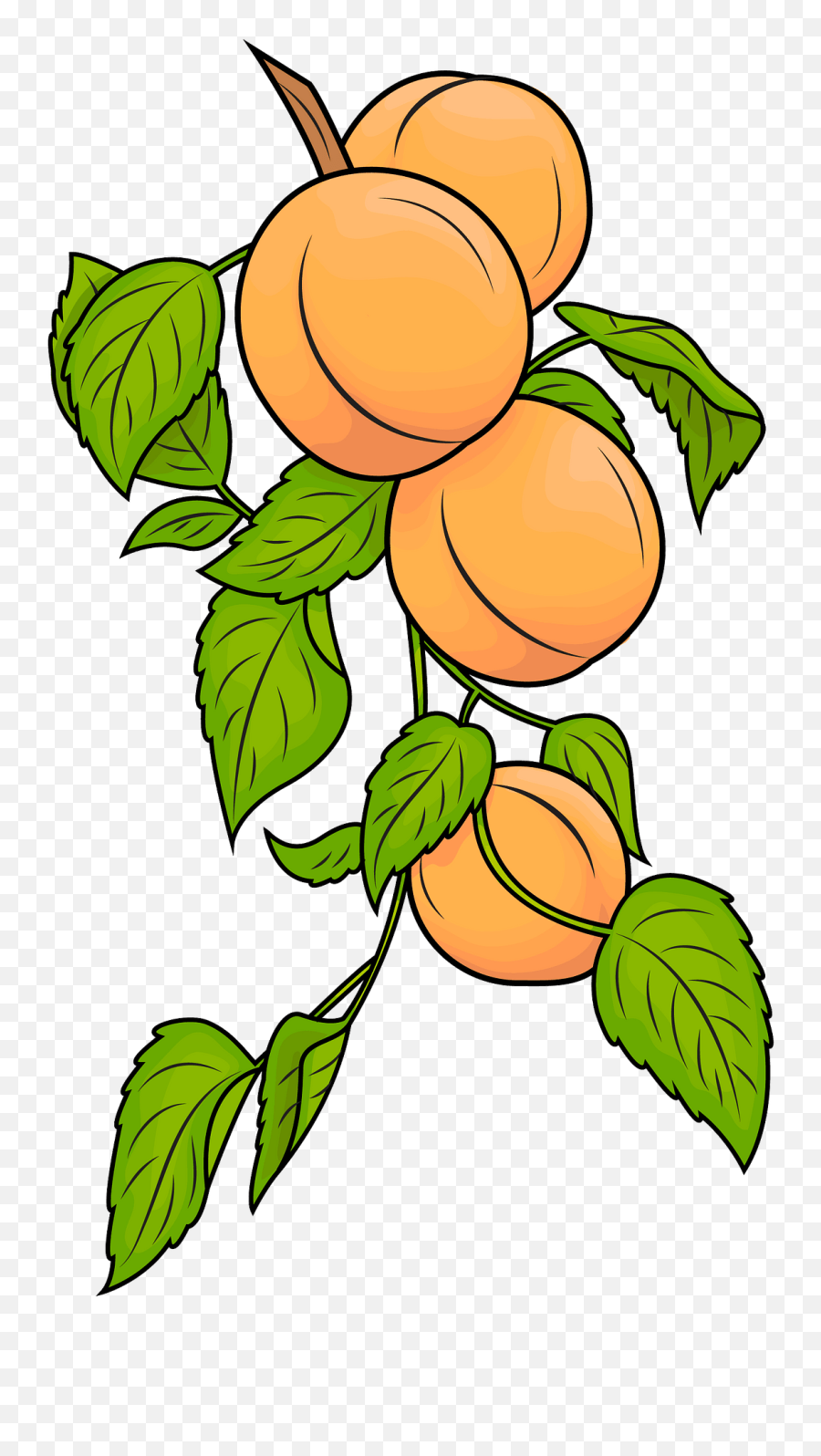 Apricots Clipart Free Download Transparent Png Creazilla Apricot Tree