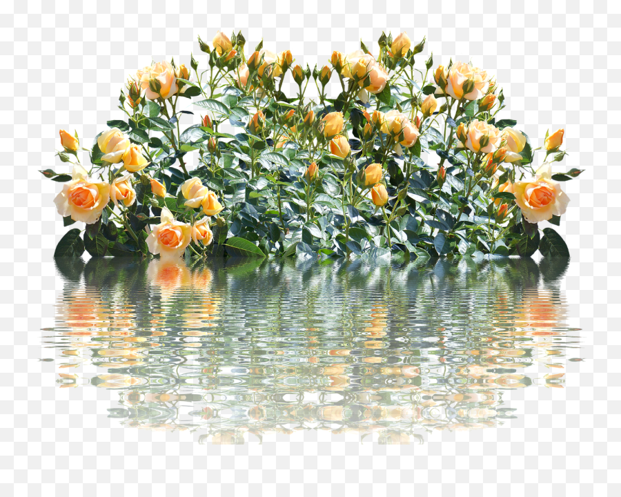 Roses Rose Bush Romantic Love Flower Rose Bush Png Emoji,Bouquet Of