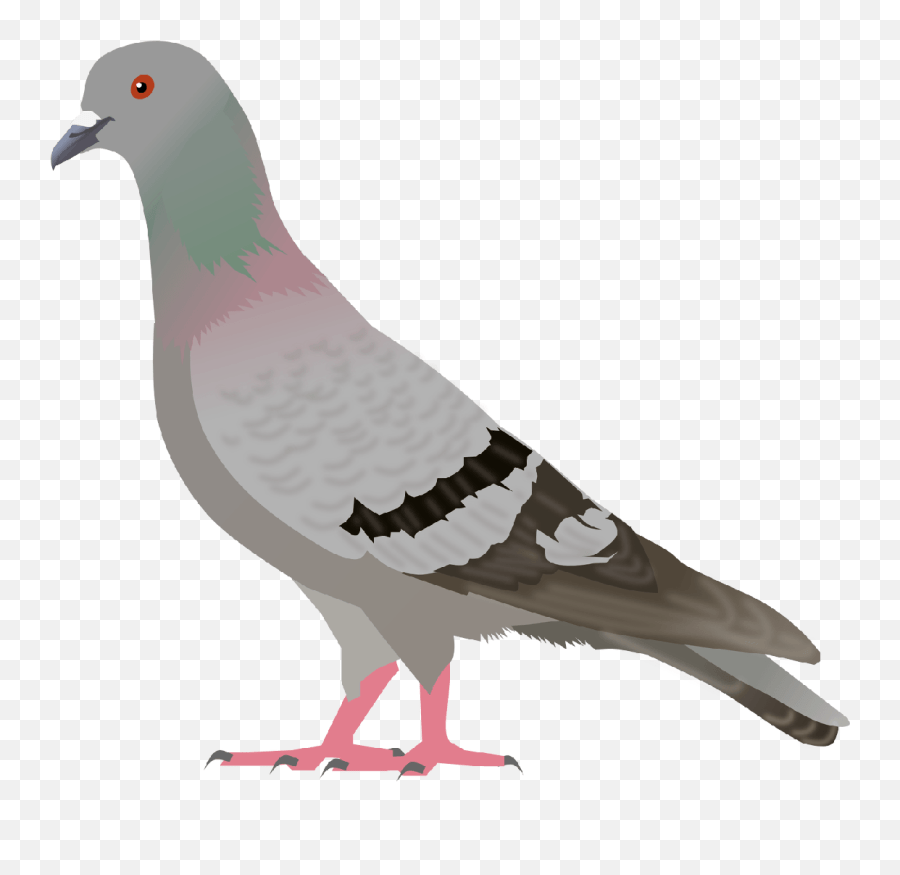Download Pigeon Png Image Hq Png Image Pigeon Clipart Emoji,Pigeon