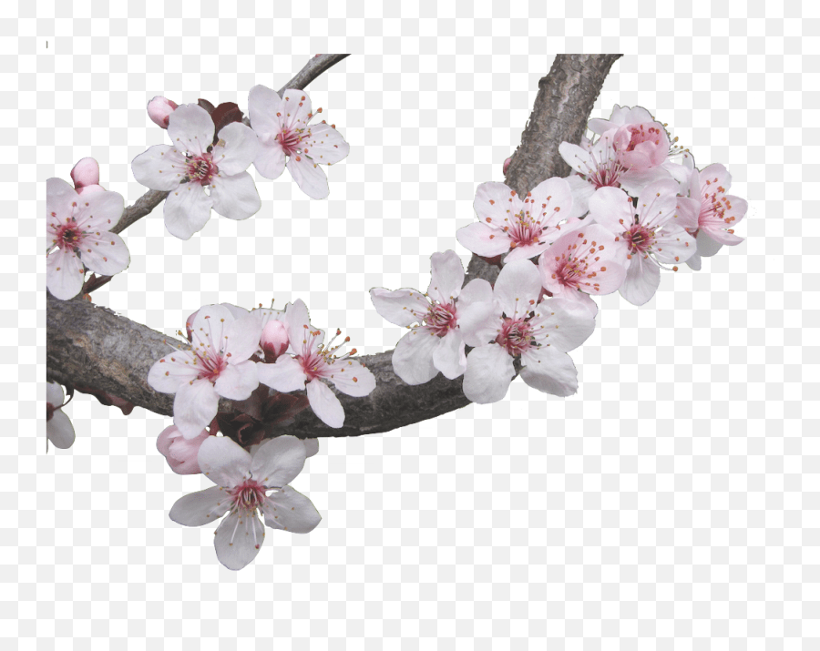 Cherry Blossom Sticker By Stupid Girl Cherry Blossoms Emoji,Cherry
