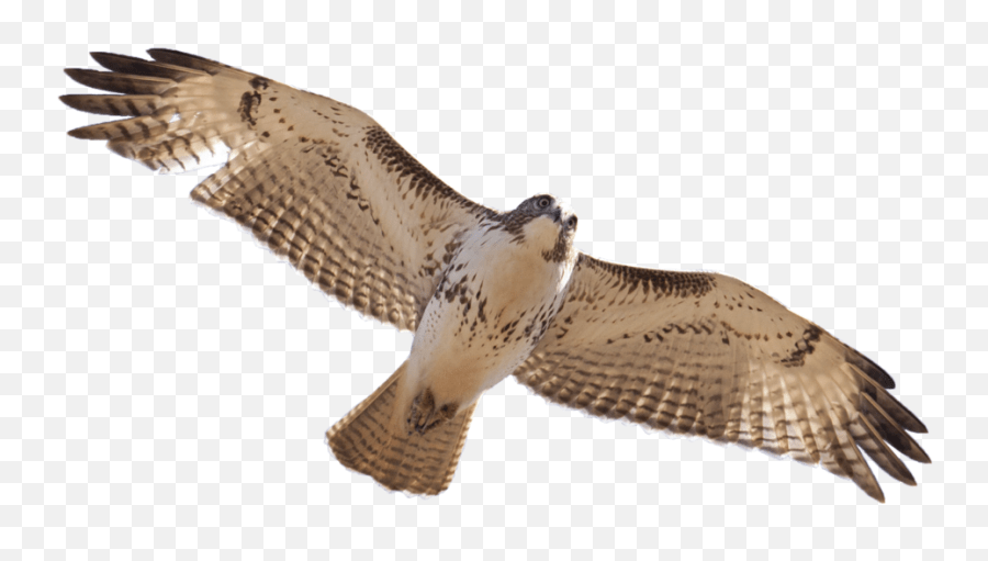 Download Free Png 15 Red Tailed Hawk Png For Free Download Red Tailed Hawk Transparent Emoji