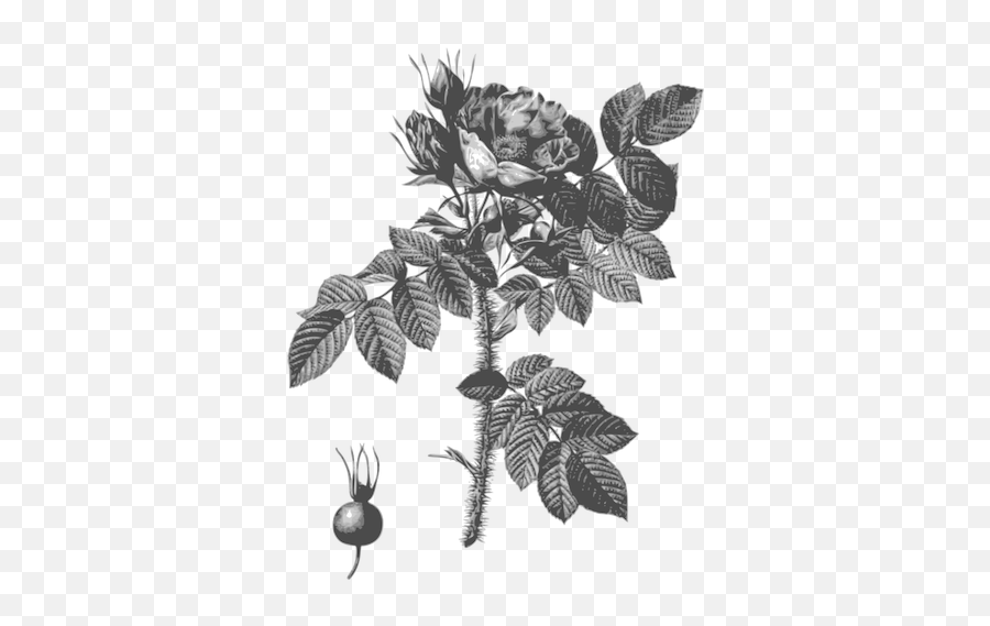 Black And White Rosehip And Rose Flower Rosé Redouté Emoji,Pot Leaf