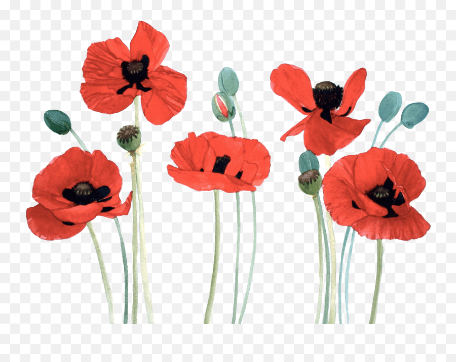 Flower Red Poppy Watercolor Sticker Red Poppy Flower Watercolor Emoji,Poppy Emoji free