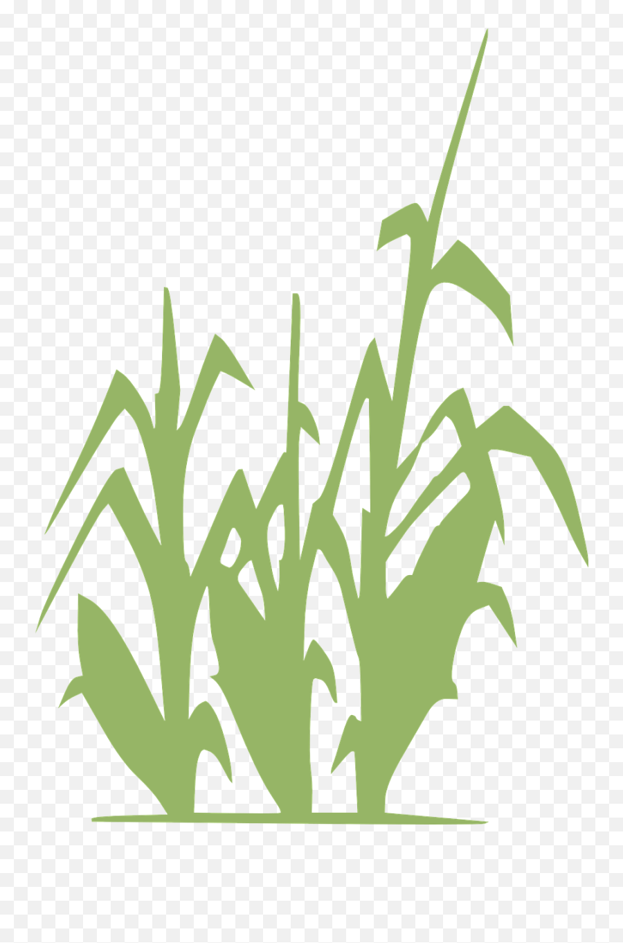 Corn Green Farming Crop Vegetable Limitless Horizons Ixil Emoji,Corn