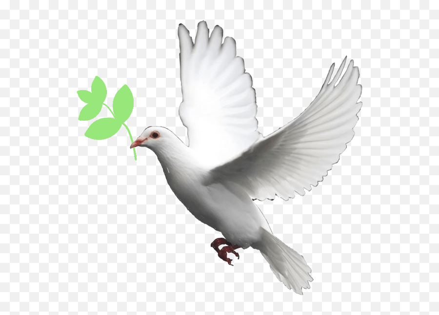 Pigeon Pigion Adil Adilawaisraza White Dove Transparent Background