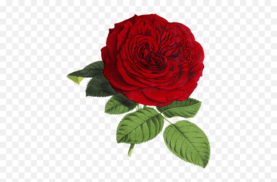 Rose Flower Flowers Beautiful Red Rose Flower Emoji,Bouquet Of