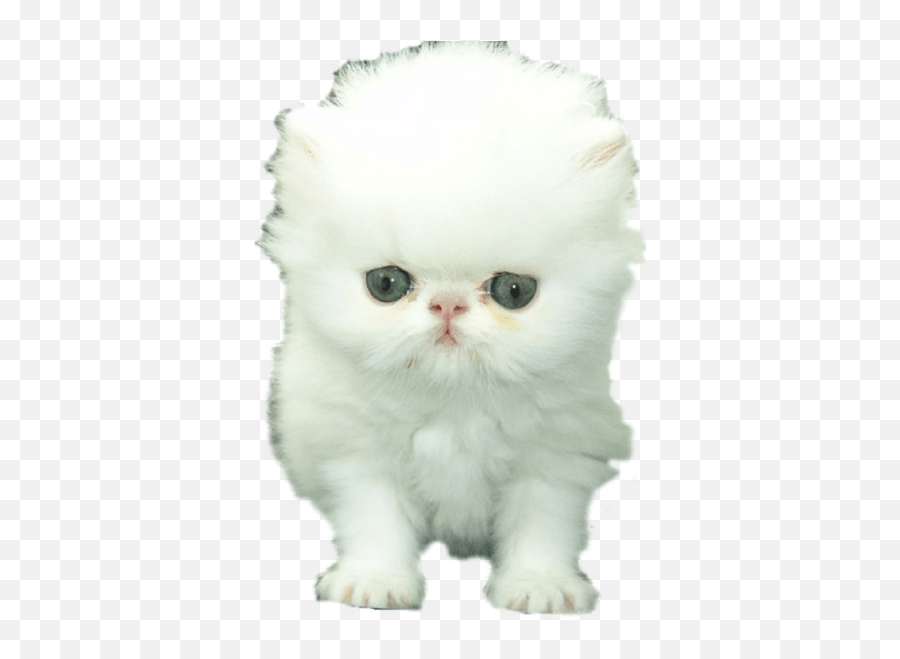 Emoji Keyboard And Imessage Stickers Persian Cat White Cats,Cat Emoji
