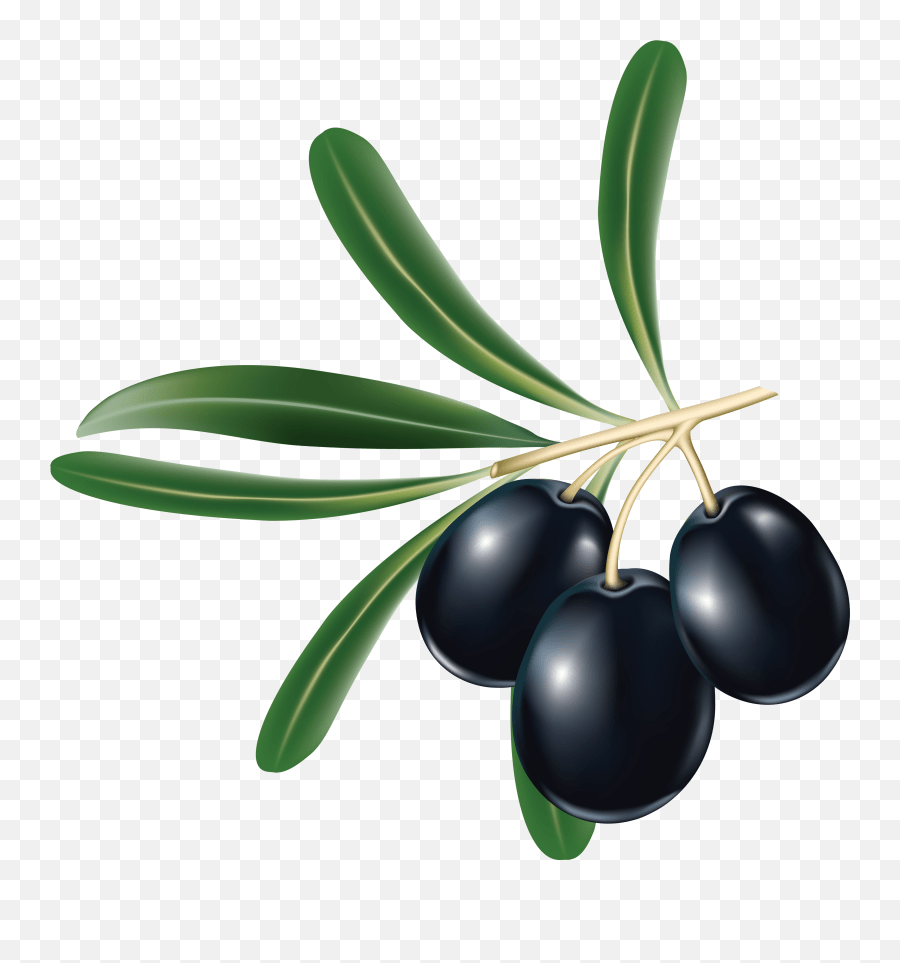 64 Olive Png Images Free To Download Transparent Black Olives Png