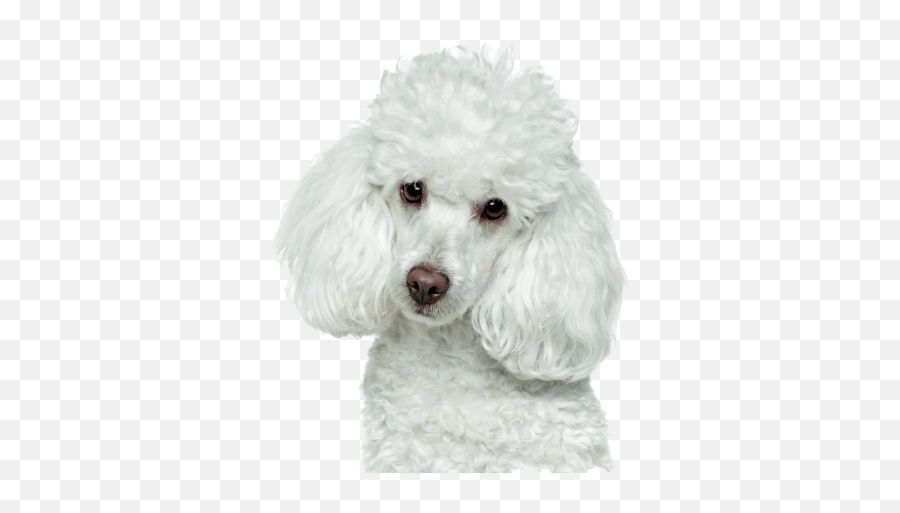 Free Png Images French Poodle Png Emoji,Coffee And Poodle Emoji