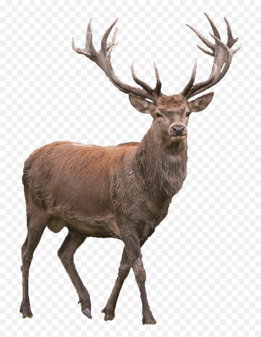 Red Deer Buck Deer No Background Emoji,Deer Emoji Iphone free