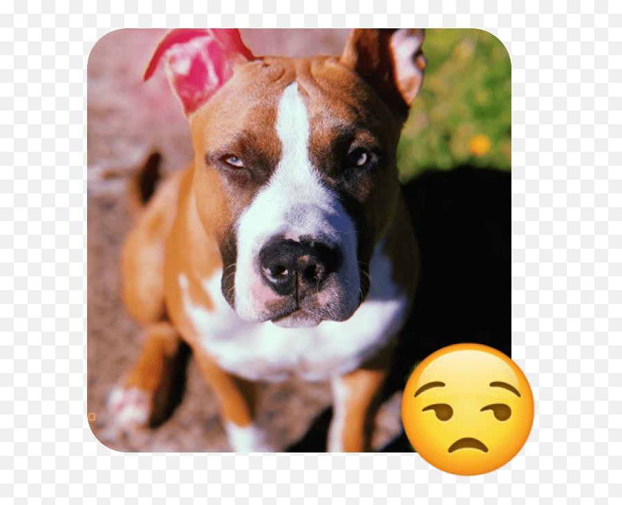 These 20 Doggies Are Totally Ready For World Emoji Day Boxer,Dog