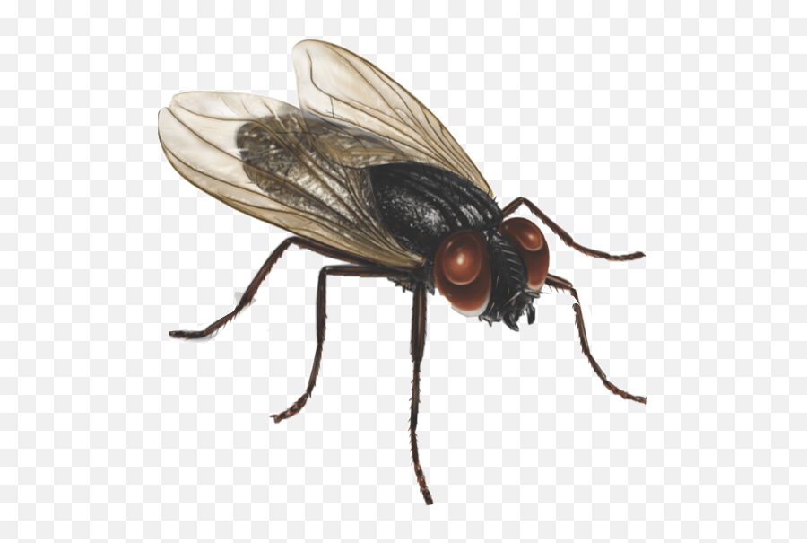 Fly Flies Bugsandinsects Freetoedit House Fly Emoji,Flies Emoji free transparent emoji