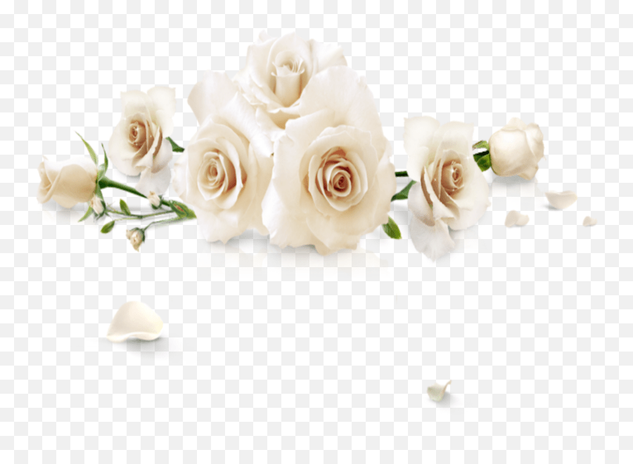 Mq White Roses Rose Flowers Flower Garden Roses Emoji,White Rose