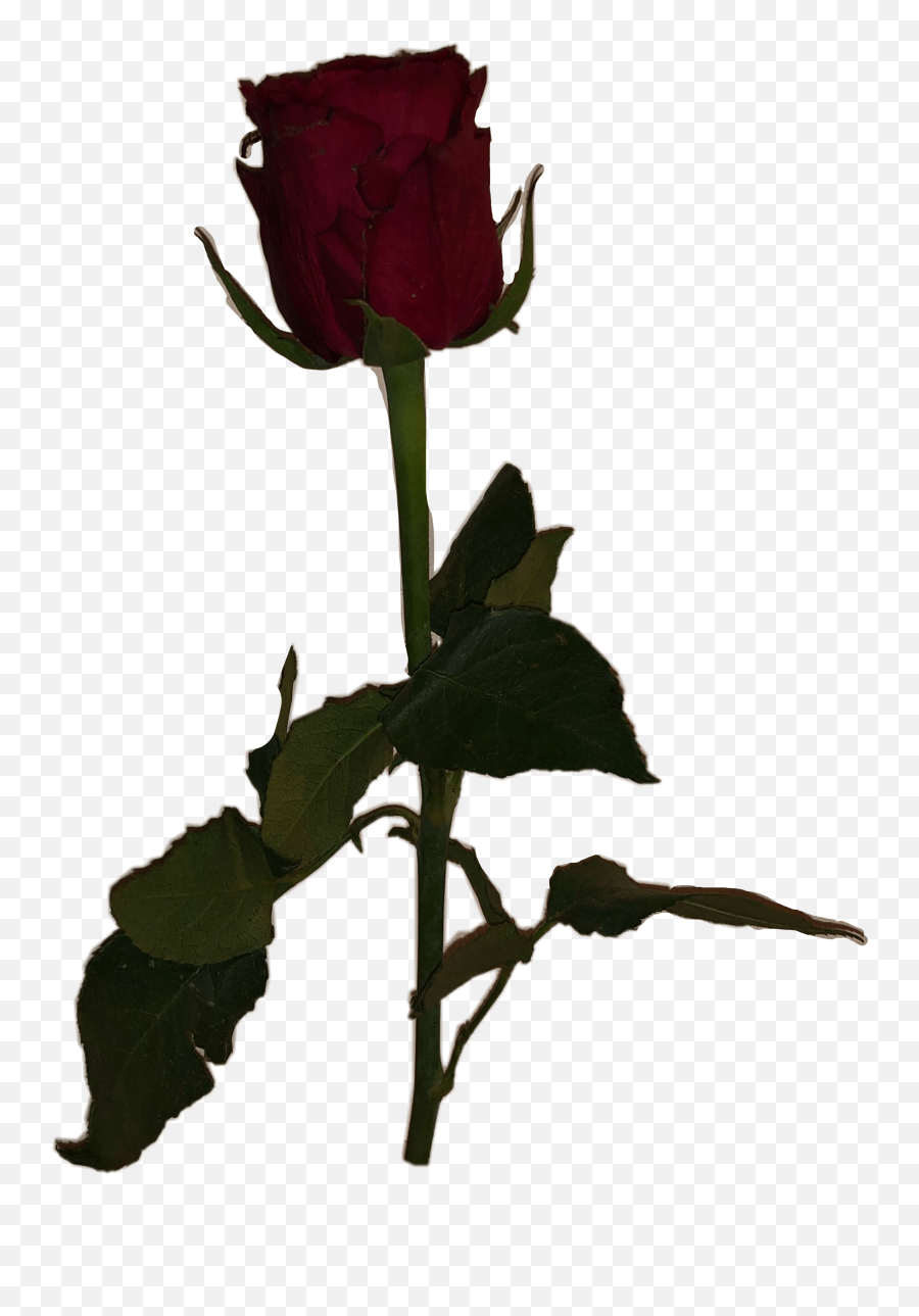 Popular And Trending Dead Stickers Hybrid Tea Rose Emoji,Dying Rose