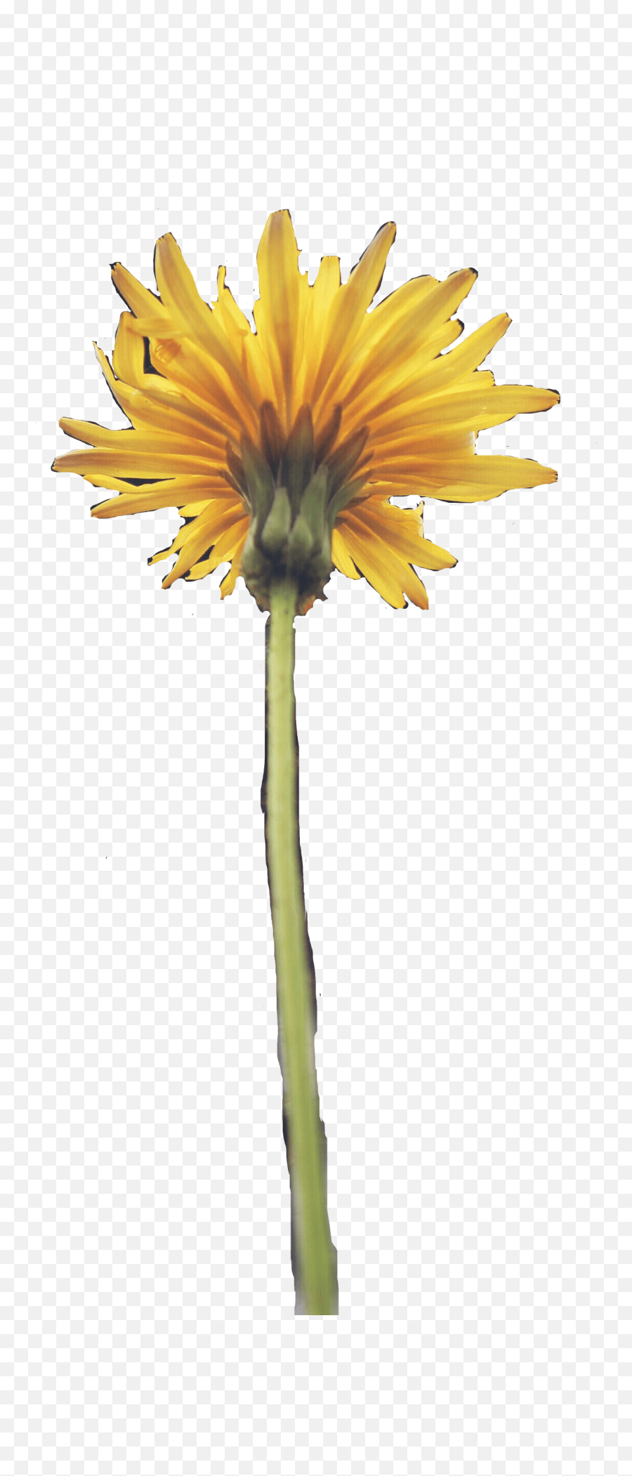 Dandelion Flower Aesthetic Yellow Spring Poppy Flower Aesthetic
