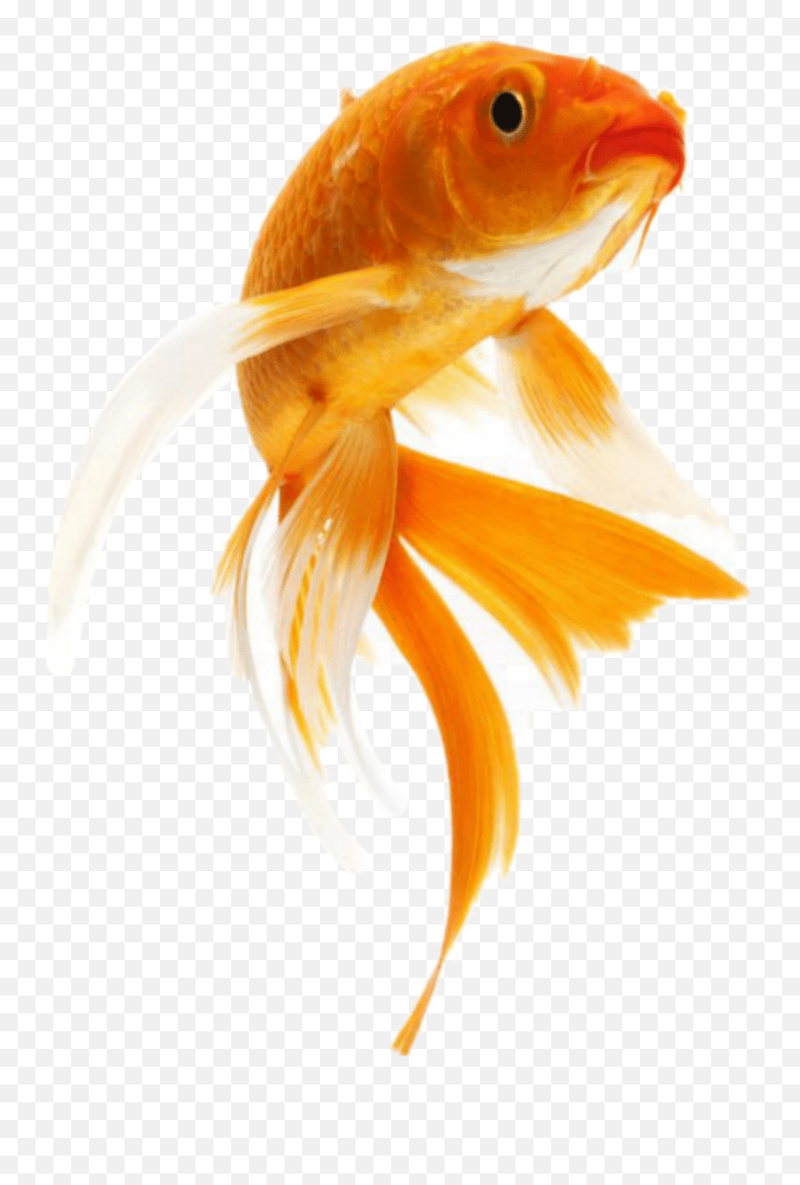 Fish Goldfish Goldfish Png Emoji,Goldfish Emoji free transparent