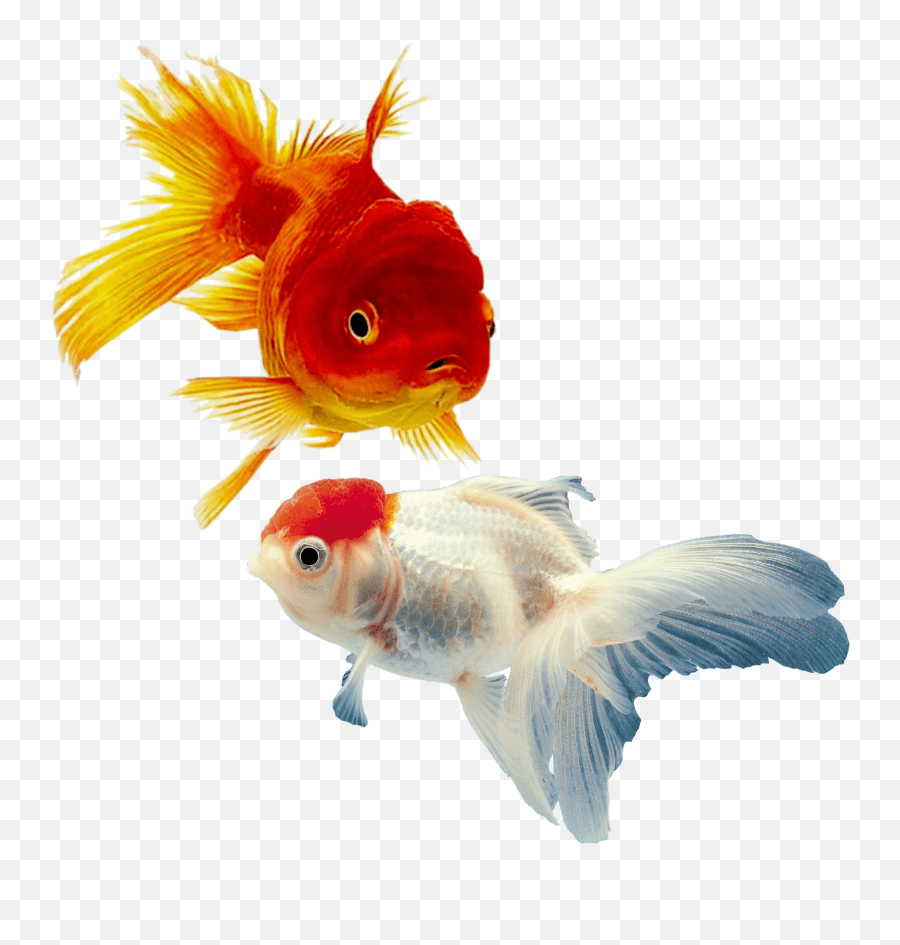 Fish Goldfish Bubbleheads Orange Fishes Aquarium Fish Shark Shop