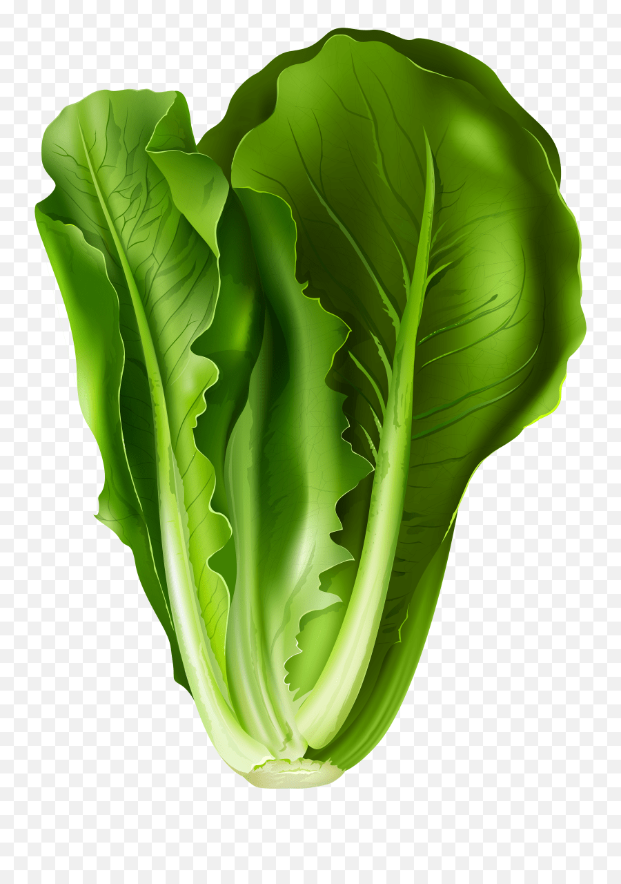 Cabbage Clipart Lettus Cabbage Lettus Transparent Free For Romaine