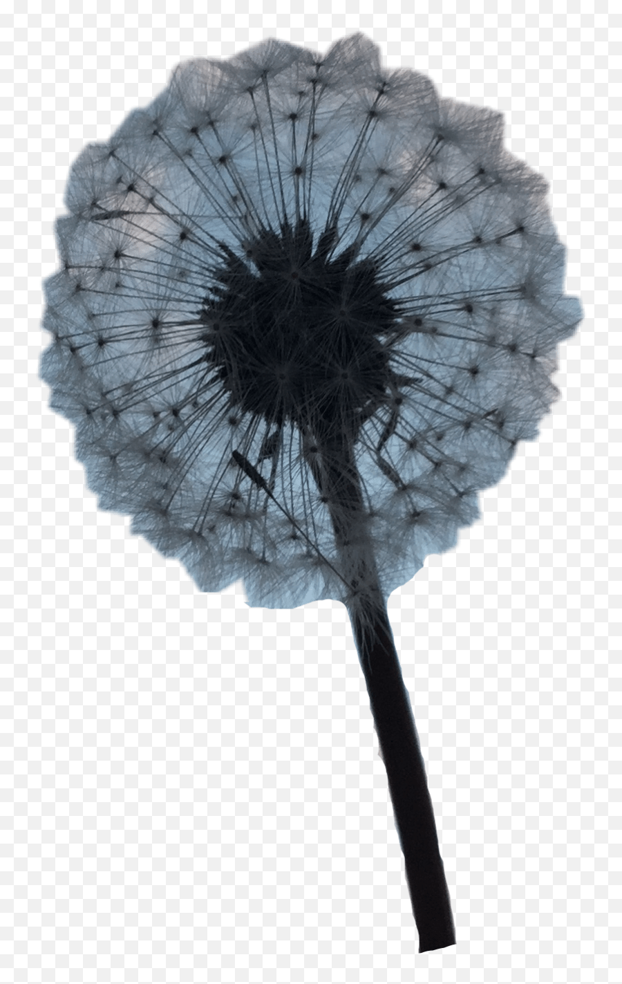 Dandelion Flower Aesthetic Freetoedit Dandelion Emoji,Dandelion Emoji