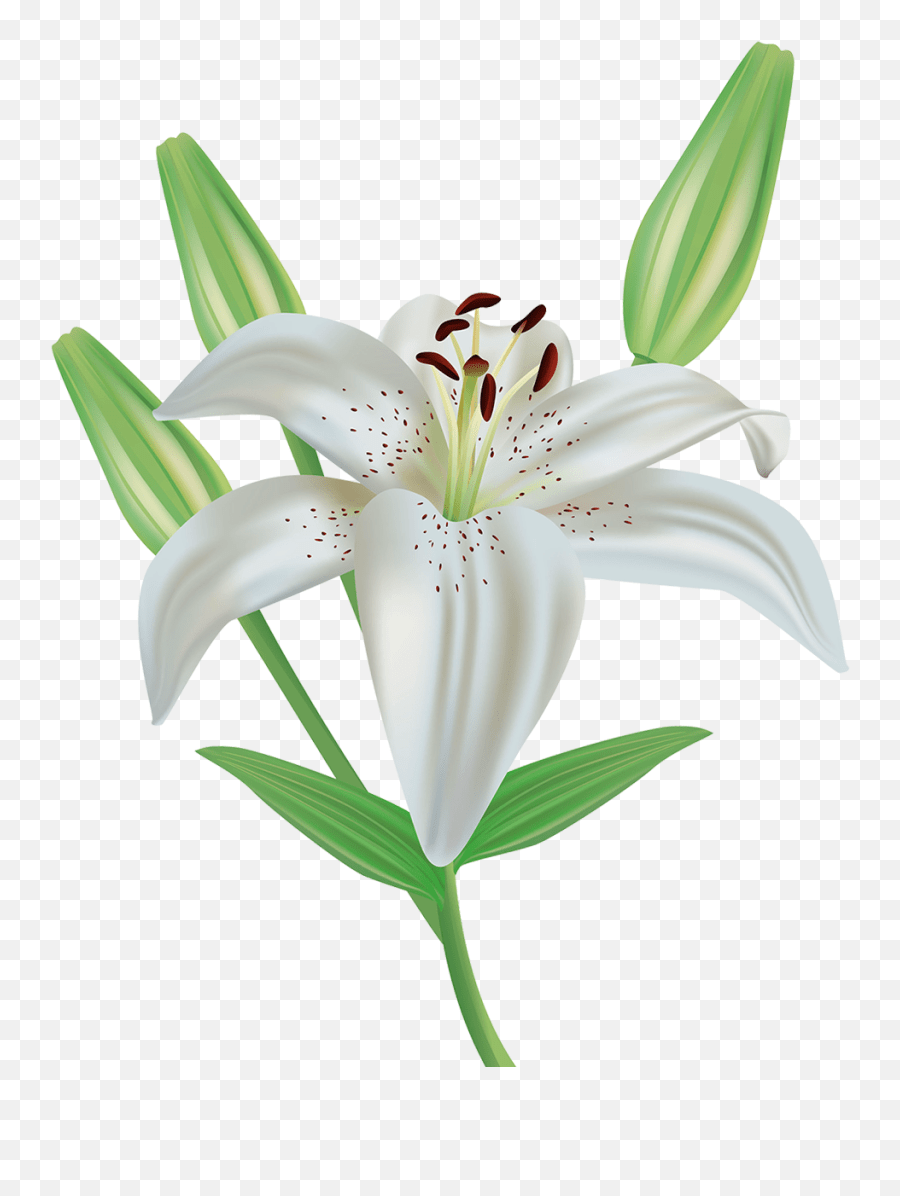 Lily Flower Clipart Image Gallery Funeral Flower Clip Art Emoji,Lily