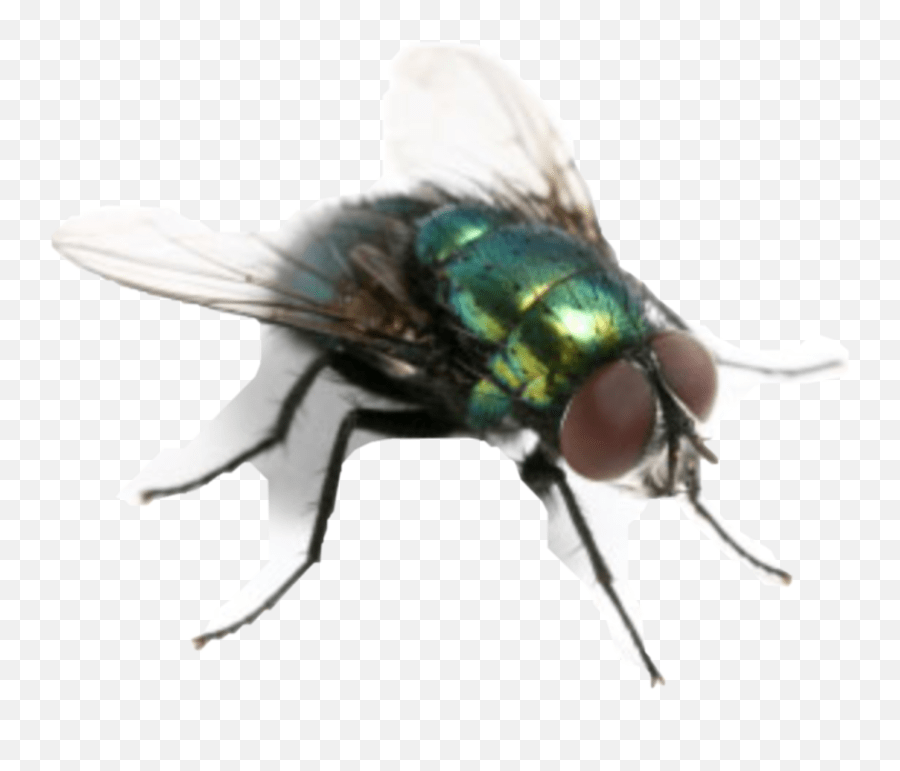 Flies Fliege Freetoedit Would Win Meme Fly Emoji,Flies Emoji free transparent emoji