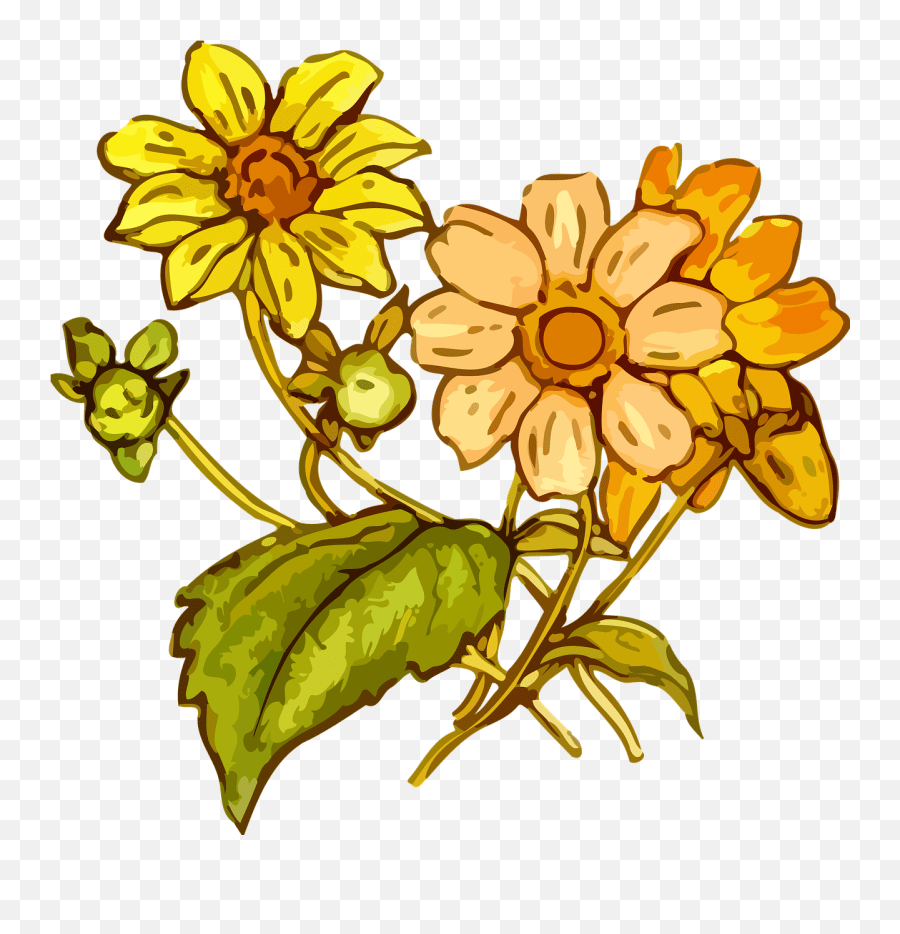 Dying Flower Drawing Free Download On Clipartmag Edelweiss Flower Png