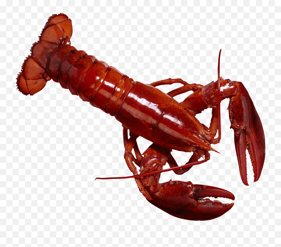 Crab Lobster Red Types Of Lobster In The Philippines Emoji,Lobster