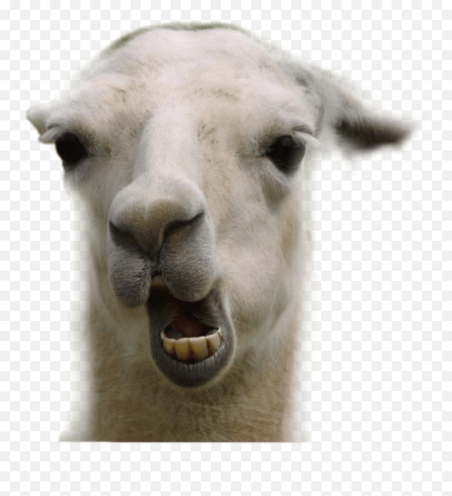 Animal Goat Happy Cute Snitsel Mehmeh Llama Funny Emoji,The Goat