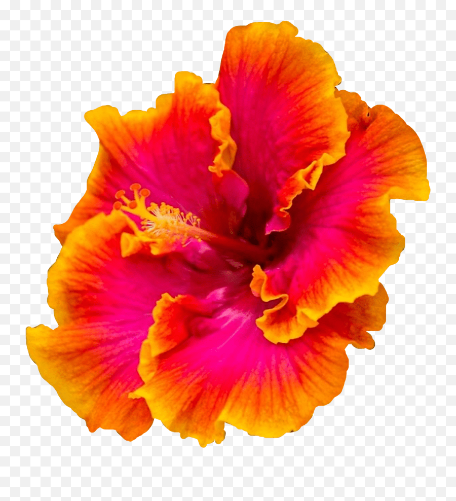 Hibiscus Stickers Multi Colored Hibiscus Emoji,Hibiscus Emoji free