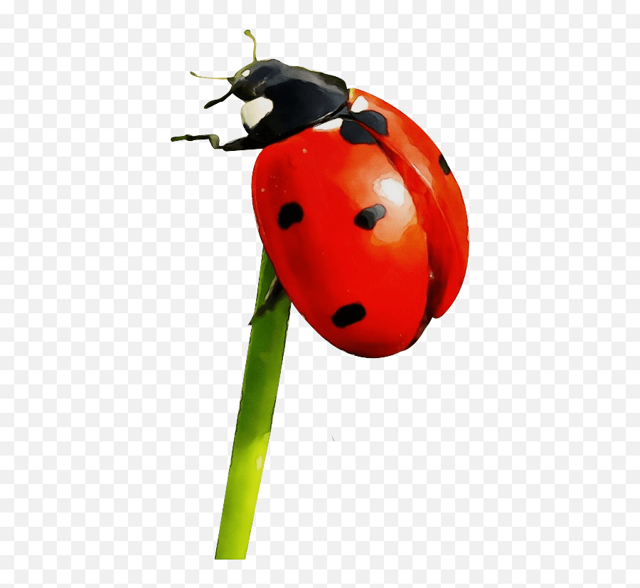 Ladybird Beetle Ant Portable Network Graphics Image Ladybug
